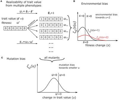 Supply-driven evolution: Mutation bias and trait-fitness distributions can drive macro-evolutionary dynamics